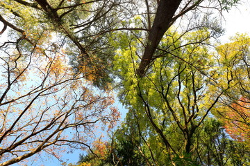 한국의 아름다운 가을 단풍