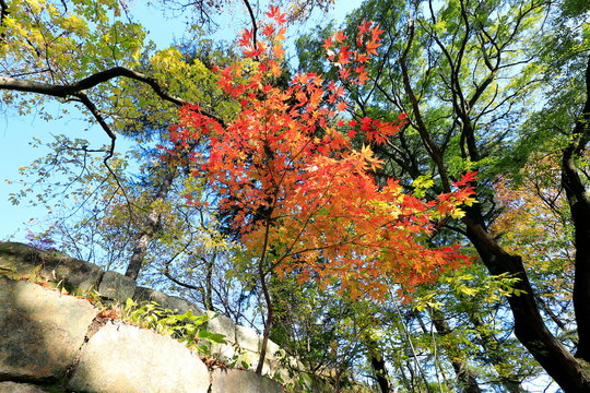 한국의 아름다운 가을 단풍 Stock Photo | Adobe Stock