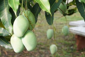Closeup of green mango hanging,mango field,mango home. Agricultural industry concept.