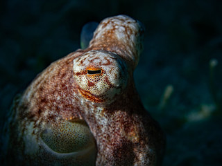 White-V Octopus, Weisser-V Oktopus (Abdopus sp)
