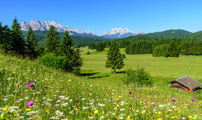 Saftige Kräuterwiese an einem herrlichen Frühlingstag nahe Mittenwald in den bayrischen Alpen