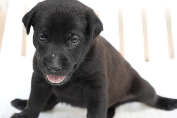 Baby black dog playing happy