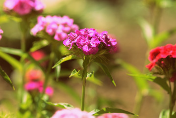 Sweet william (Dianthus barbatus) beautiful flowers in the summer garden close up. Retro style toned