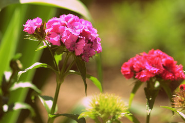 Sweet william (Dianthus barbatus) beautiful flowers in the summer garden close up. Retro style toned