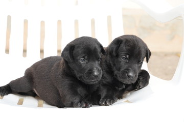 Group of dogs lying in front. looking at camera. isolated on white background 