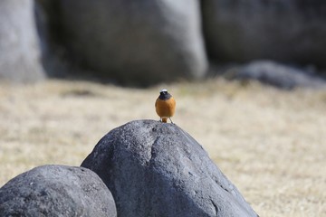 ジョウビタキ