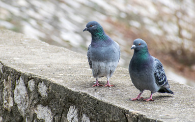 Pigeon close up in park. Focus of Pigeons cling on cement floor in town with City Background