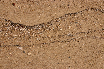 Fototapeta na wymiar sand fossil shell on the beach, Texture lines of sand on the beach