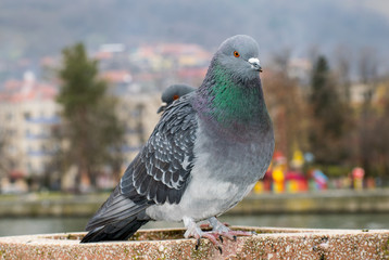 Pigeon in the park. Look at the camera. Close up photography. Beautiful eyes of the dove.