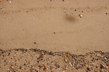 sand fossil shell on the beach, Texture lines of sand on the beach