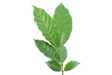 Coffee leaves green on white background.