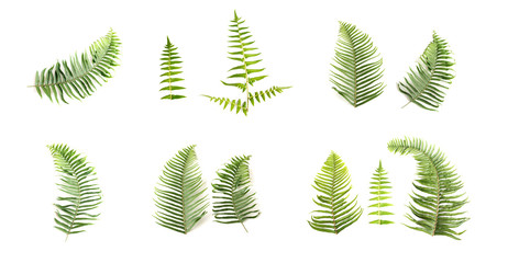 Natural set of Fern Leaf, Sprig Fern leaves on white background, Isolated objects