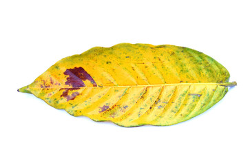 Coffee leaves dry on white background.