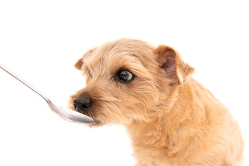 スプーンから食事を摂るノーフォークテリア犬