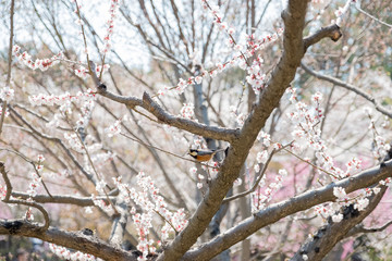 [春]＿満開の桜とヤマガラ