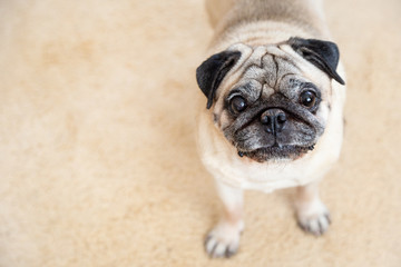 Dog pug looks seriously and attentively at the camera. Naturalness. Pastel shades. With copy space