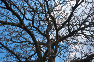 Сrooked branches of a dry pear tree on a background of blue sky.