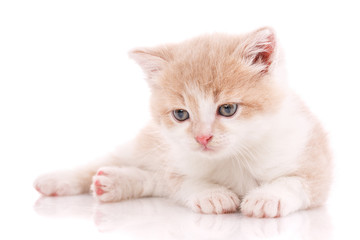 Obraz premium A little cute kitty lying on her back.