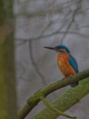 The common kingfisher,Alcedo atthis, also known as the Eurasian kingfisher