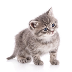 Happy cat on a white background. Cat without breed.