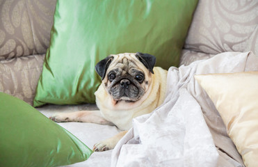 A pug dog lies on a bed with a blanket and pillows. The concept of rest and weekend. Love for pets