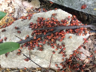 A huge number of tree bugs. Little red bugs.