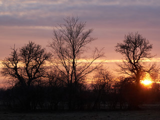 Silhouettes of trees against the setting sun. Evening landscape.
