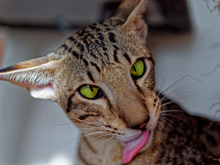 The cat, Felis catus, is a small carnivorous mammal.