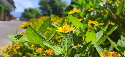 sunflower in garden