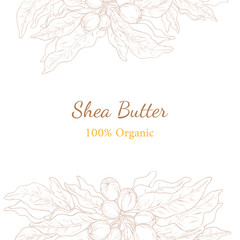 Vector illustration with template of shea nuts drawn by outline. Design for shea butter organic products packaging and label. Healthy and natural