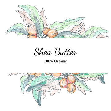 Vector illustration with template of shea nuts drawn by digital watercolor. Design for shea butter organic products packaging and label. Healthy and natural