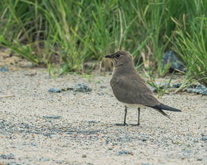 The oriental pratincole (Glareola maldivarum), also known as the grasshopper-bird or swallow-plover, is a wader in the pratincole family