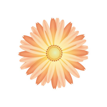 Yellow Chrysanthemum isolated on white. Vector.