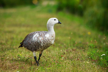Big wild goose