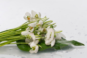 bouquet of snowdrops on a white isolated background