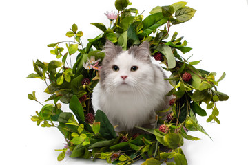 fluffy cat and a wreath of wild flowers