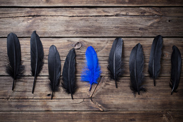 Black and blue feather on old wooden background