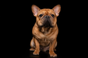 French bulldog on a black isolated background