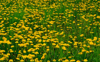 Beautiful wildlife. Field of blooming yellow dandelions. Spring natural countryside landscape.