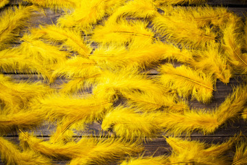  yellow  feathers on old wooden background