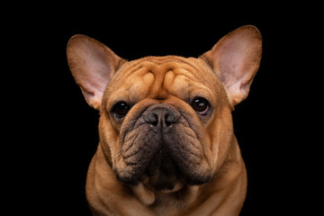 French bulldog on a black isolated background