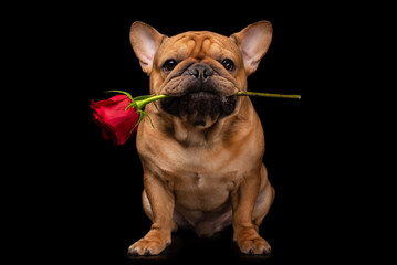 Obraz premium French bulldog on a black isolated background with a rose in his teethо