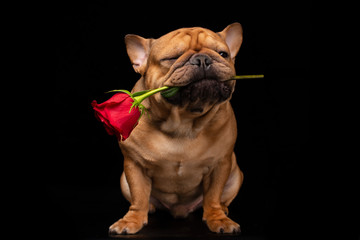 French bulldog on a black isolated background with a rose in his teethо