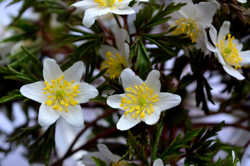 Spring wild anemone flowers close-up. Natural countryside landscape. Postcard, congratulation.
