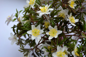 White anemone flowers close up.Beautiful floral composition. Congratulation, postcard.