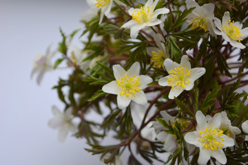 Spring white wild-growing anemone flowers on a white background.Beautiful tender floral composition
