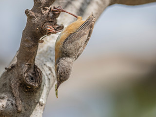 This is one of my favorite bird in Africa, and also one of the smallest.  Lake Baringo, Kenya.