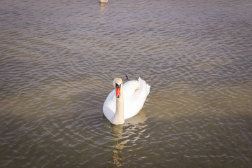 Young white Swan on a water