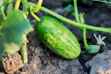 Green ripe cucumber on the bed. Growing cucumbers_