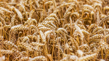 Wheat ears in the field. Background of ripe wheat ears_